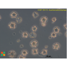 Acanthamoeba polyphaga